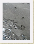 Alaska 091 * Wolf tracks on this sandy island let us know that we had left civilization behind and truly entered the wilderness. * Wolf tracks on this sandy island let us know that we had left civilization behind and truly entered the wilderness. * 2112 x 2816 * (3.0MB)